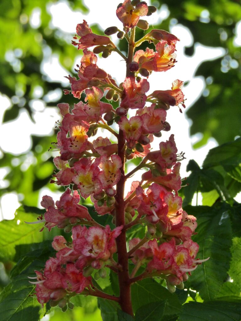 flor castaño